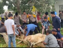 Momen Iduh Adha 1445 H, Polres Labusel Sembeli 9 Hewan Qurban