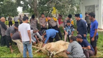 Momen Iduh Adha 1445 H, Polres Labusel Sembeli 9 Hewan Qurban